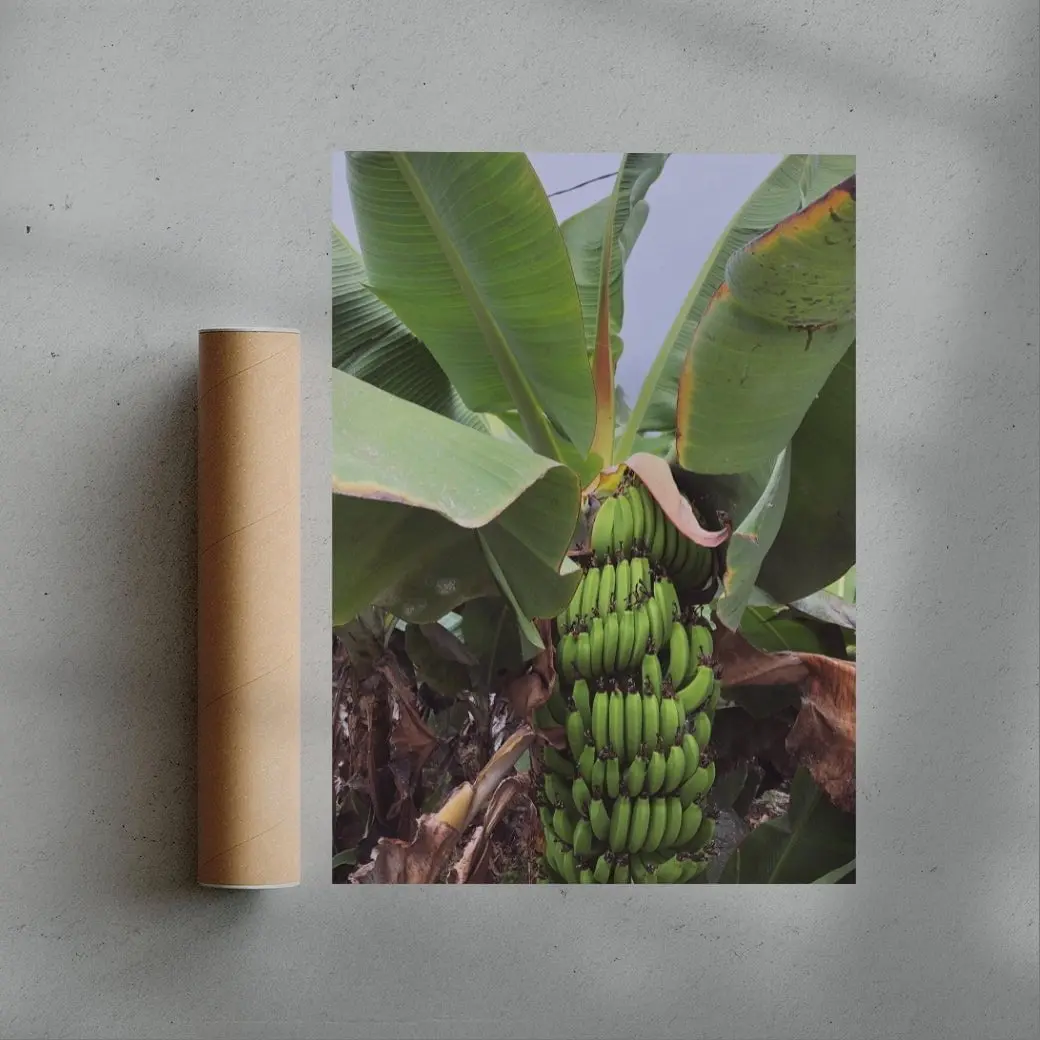 Banana Palm - UNFRAMED - Image 2