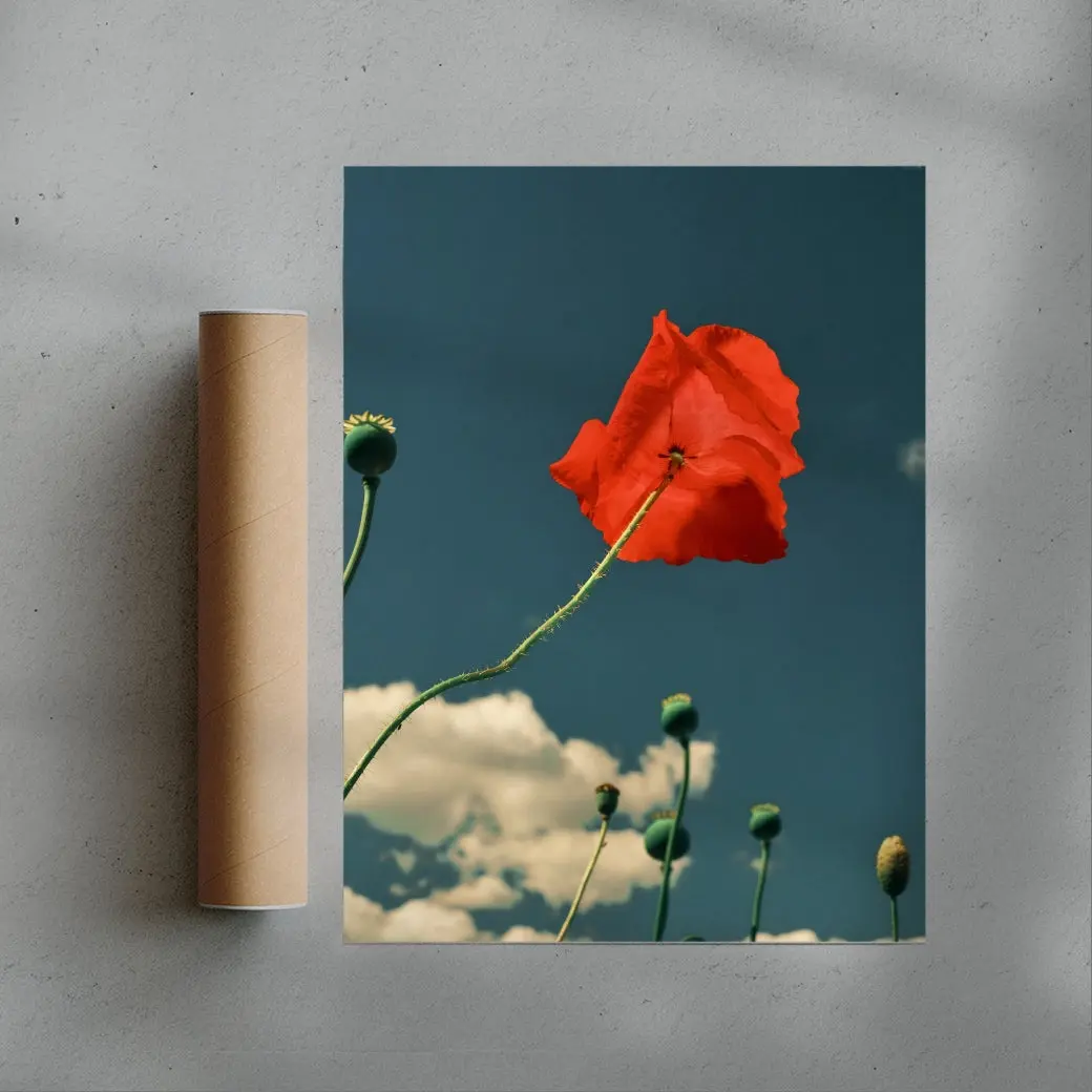 East London poppies - Image 3